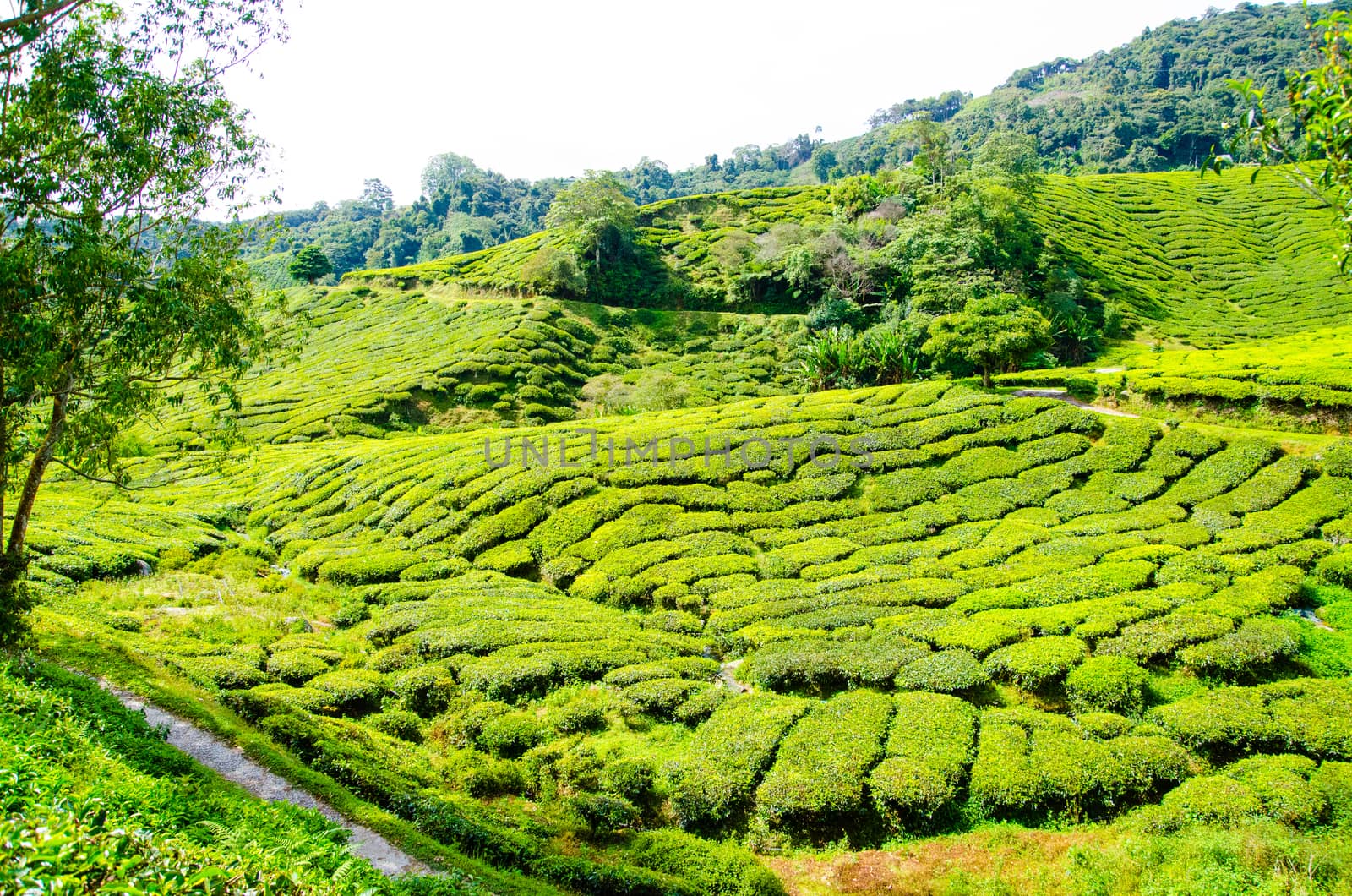 Tea plantations in Cameron Highlands, Malaysia. Green hills landscape