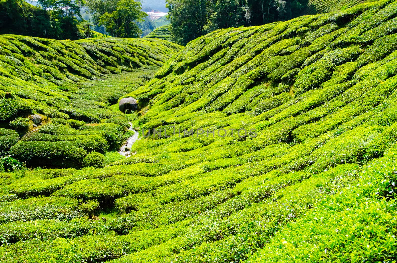 Tea plantations in Malaysia by Vanzyst