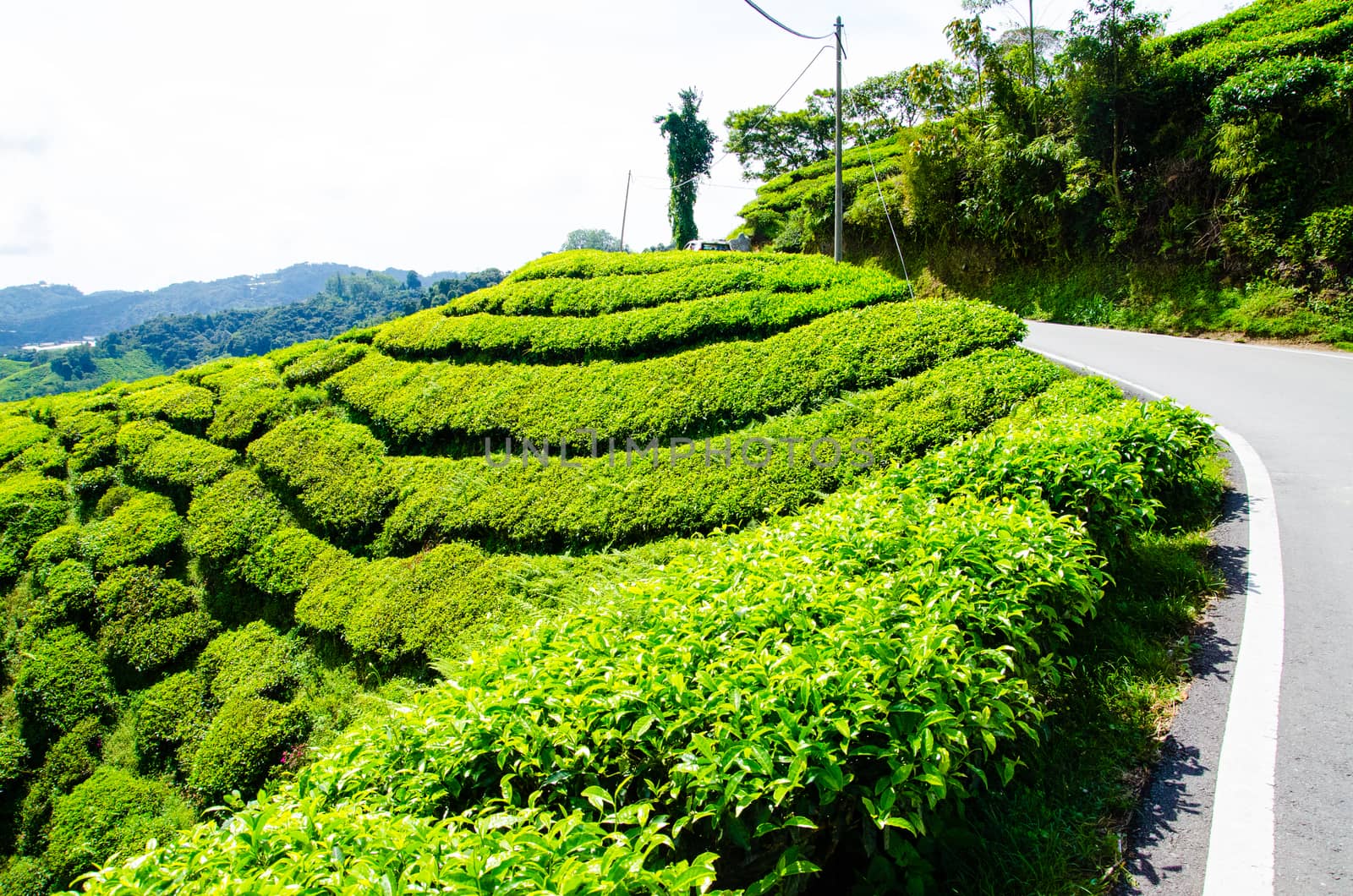 Tea plantations near the road in Cameron Highlands, Malaysia. Green hills landscape