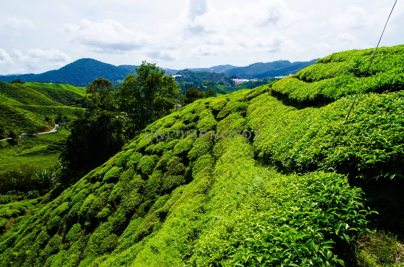 Tea plantations in Cameron Highlands, Malaysia. Green hills landscape