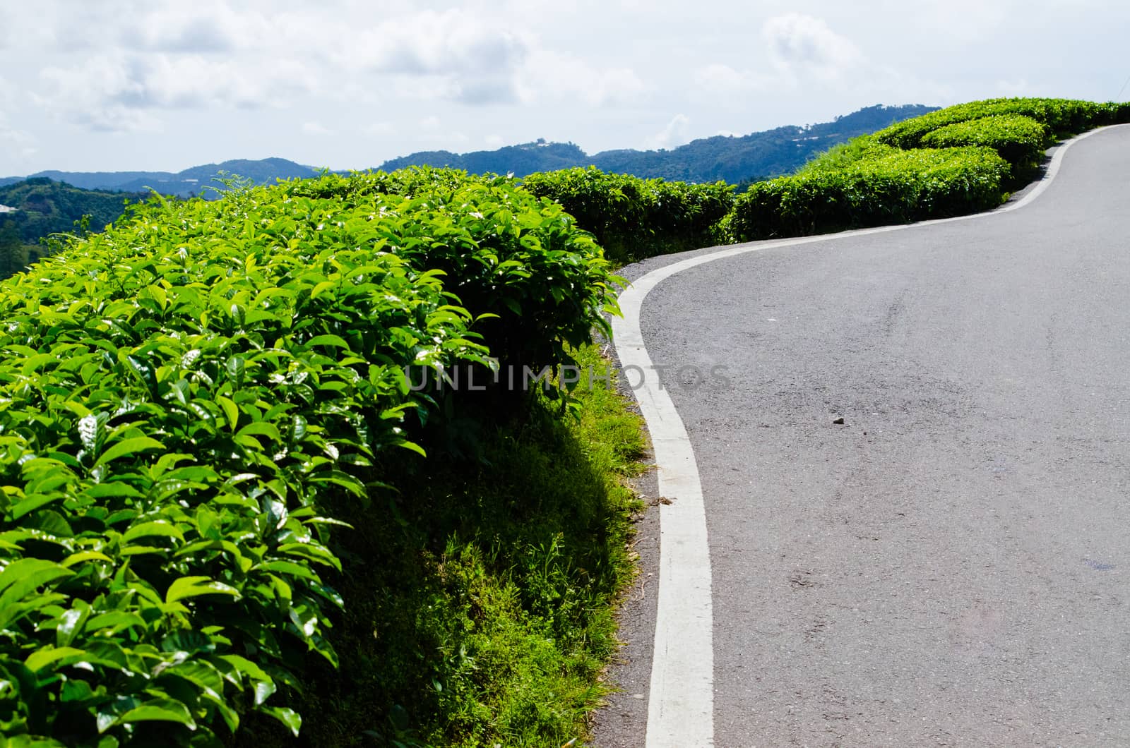 Tea plantations near the road in Cameron Highlands, Malaysia. Green hills landscape