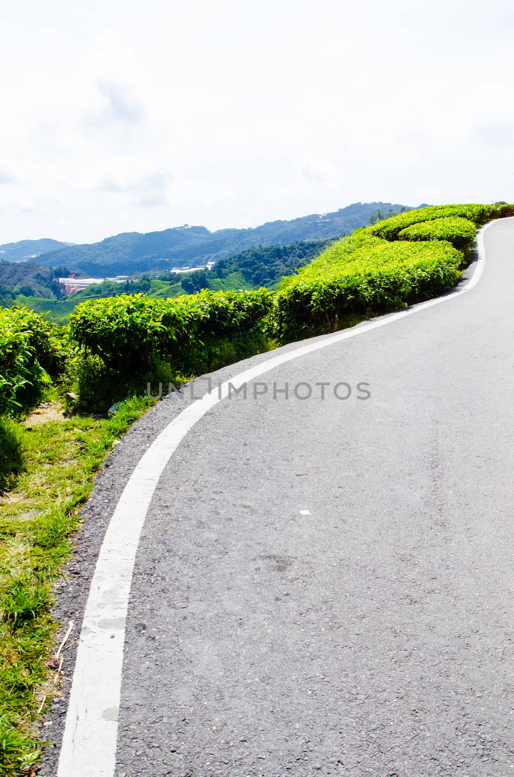 Tea plantations near the road in Cameron Highlands, Malaysia. Green hills landscape