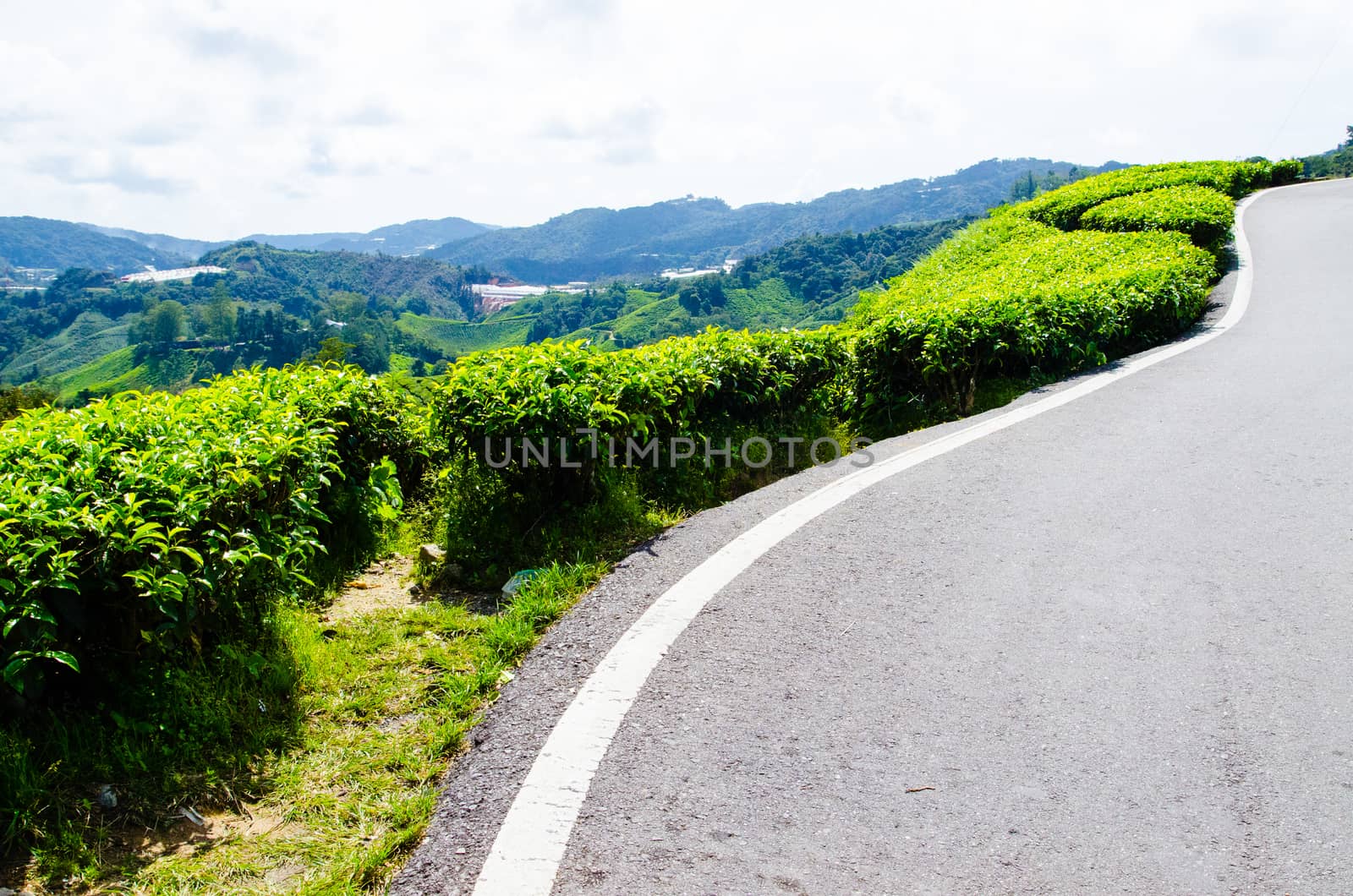 Tea plantations near the road in Cameron Highlands, Malaysia. Green hills landscape