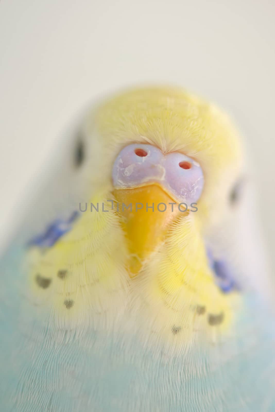 Details of colorful Budgerigar parrot