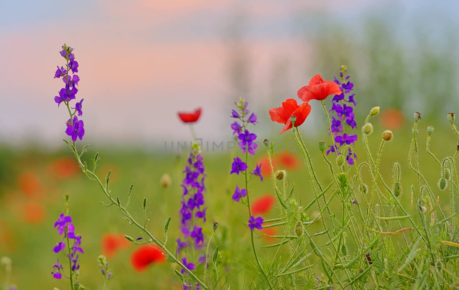 colorful flowers on field  by jordachelr