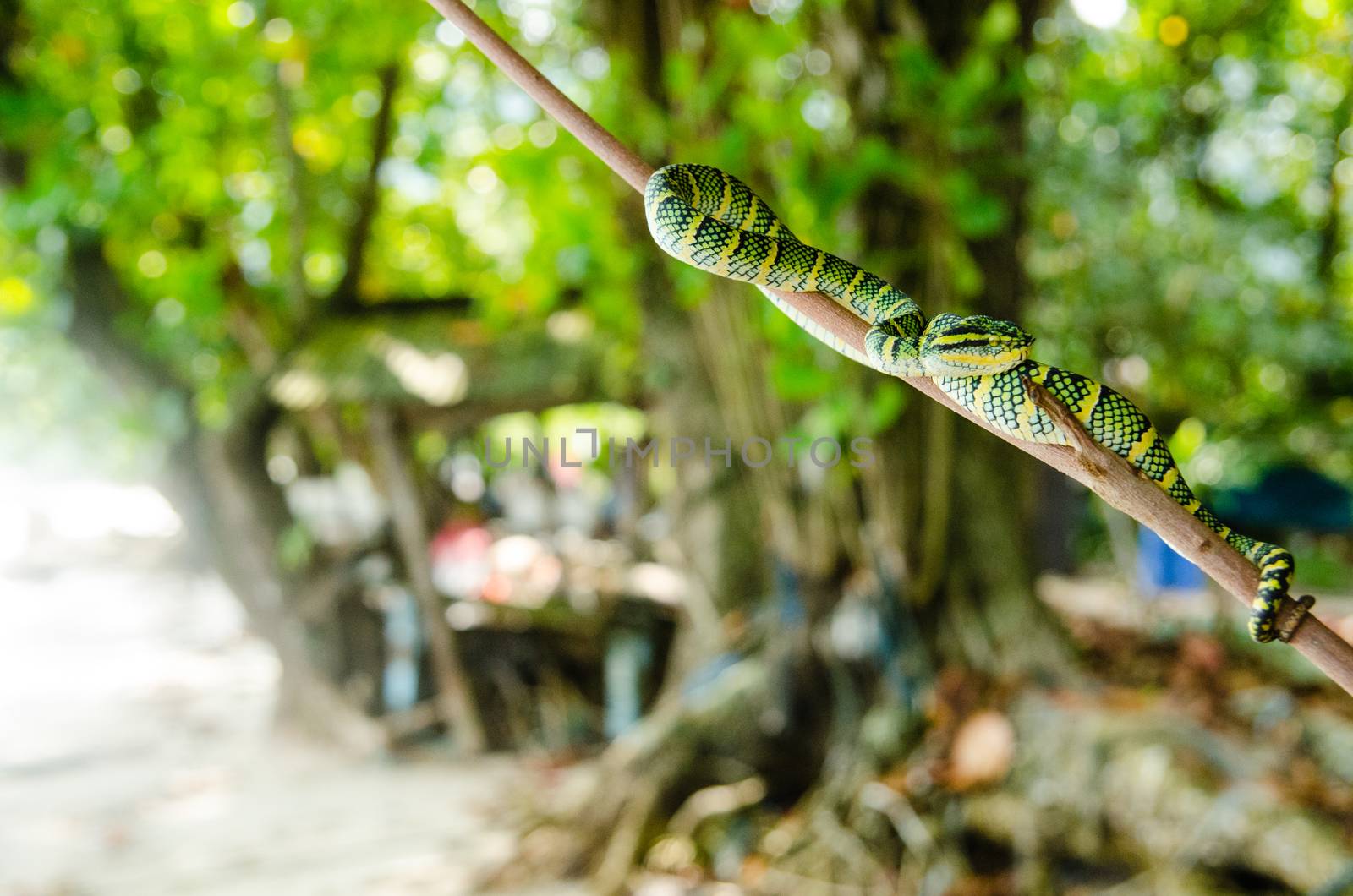 Tropidolaemus wagleri poisonous snake green yellow striped asian. Malaysia