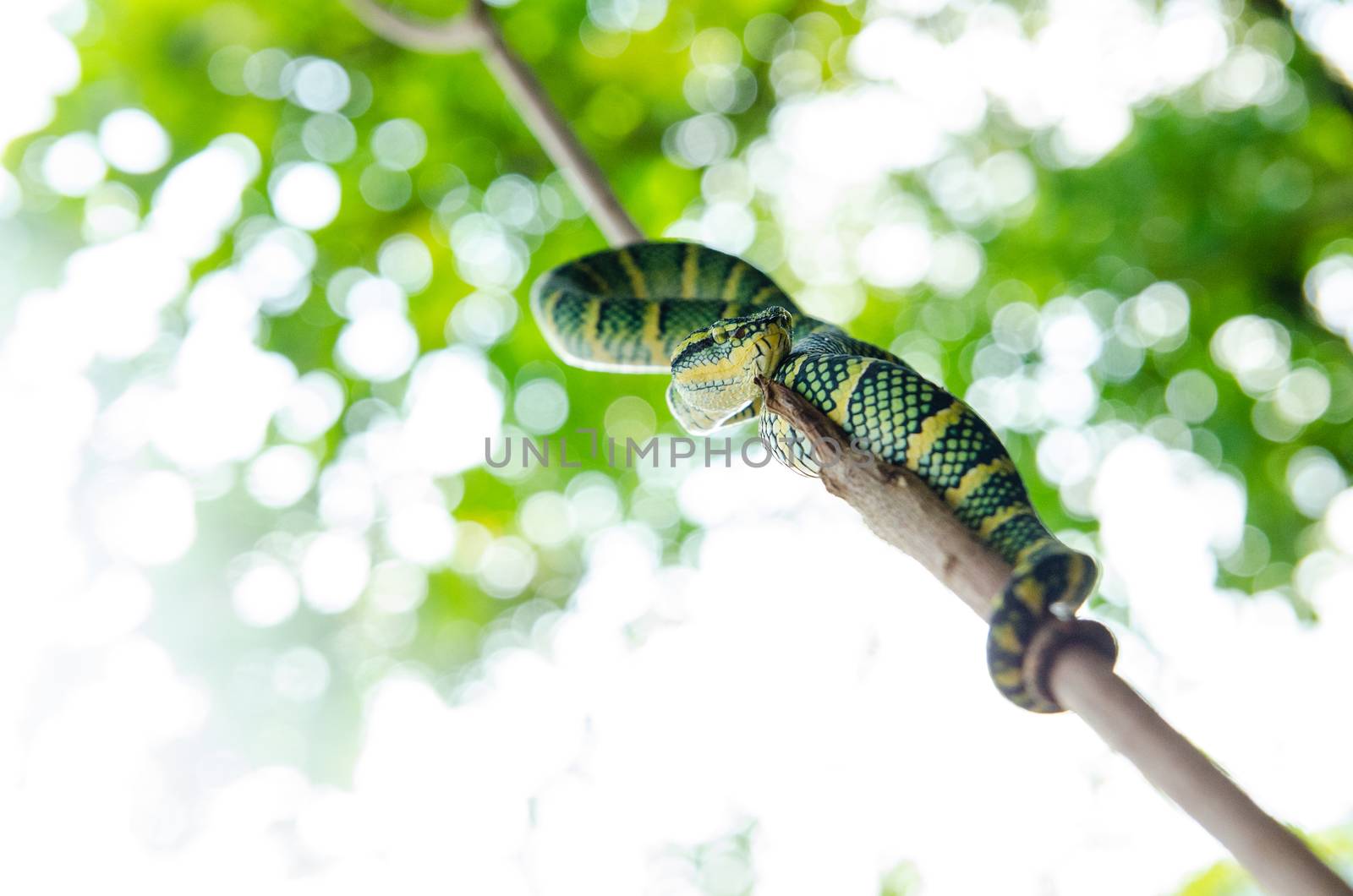 Tropidolaemus wagleri poisonous snake green yellow striped asian. Malaysia