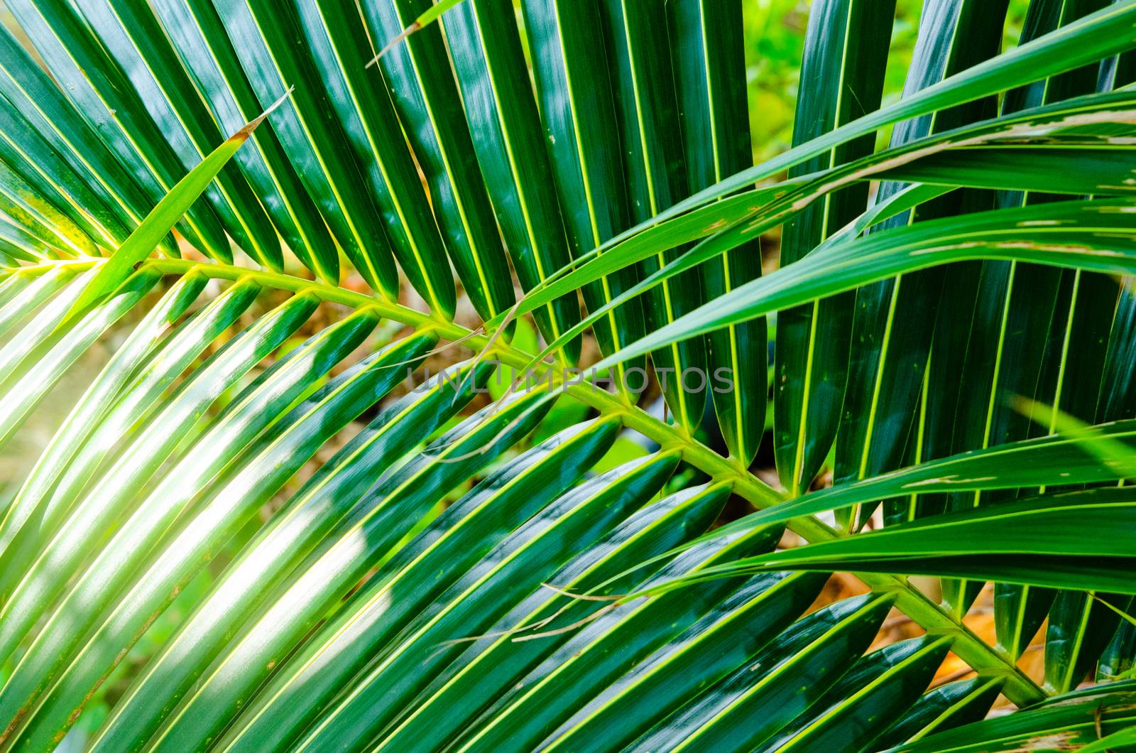 Fresh green exotic palm branch background. Malaysia