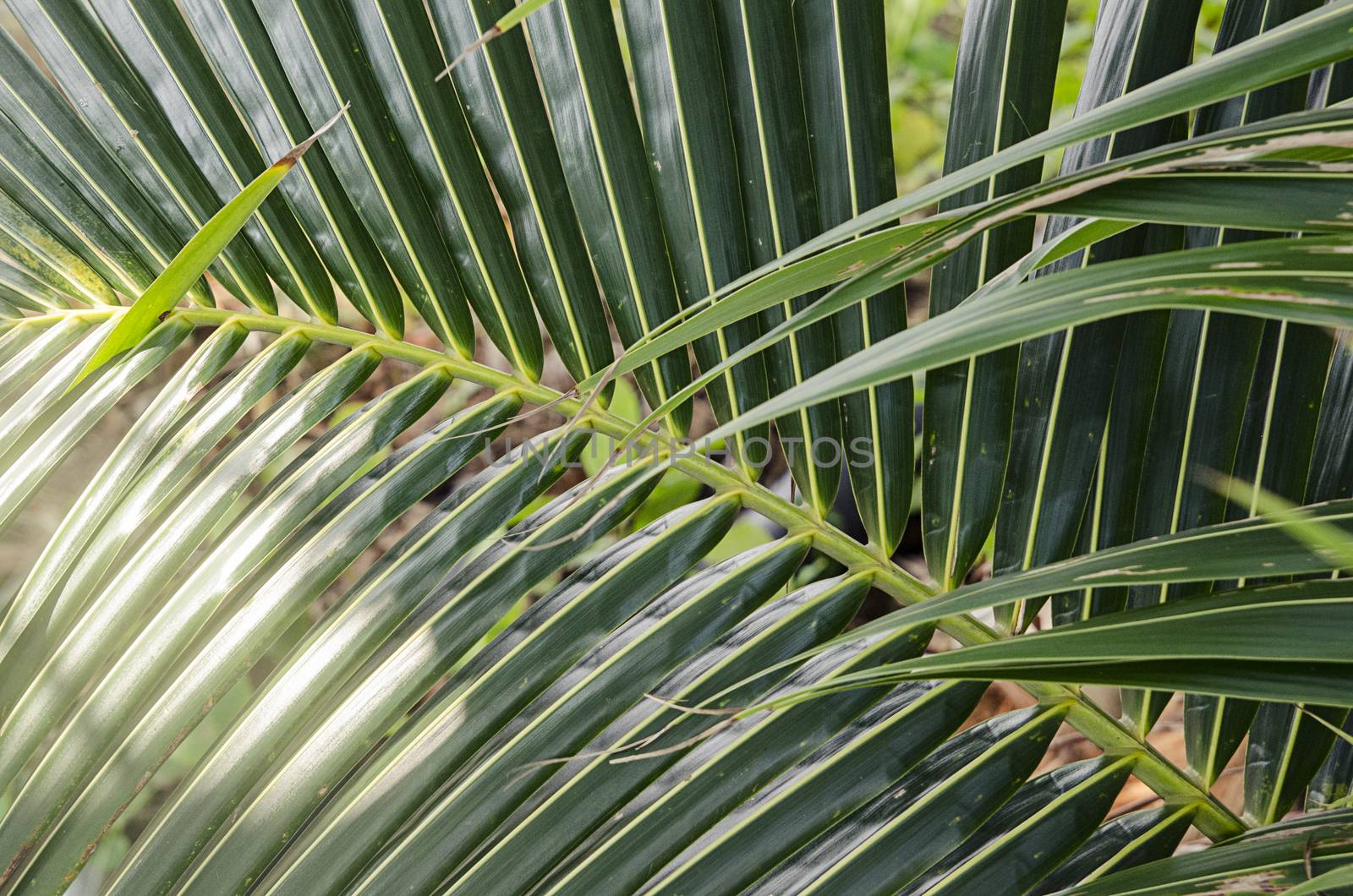 Fresh green exotic palm branch background. Malaysia