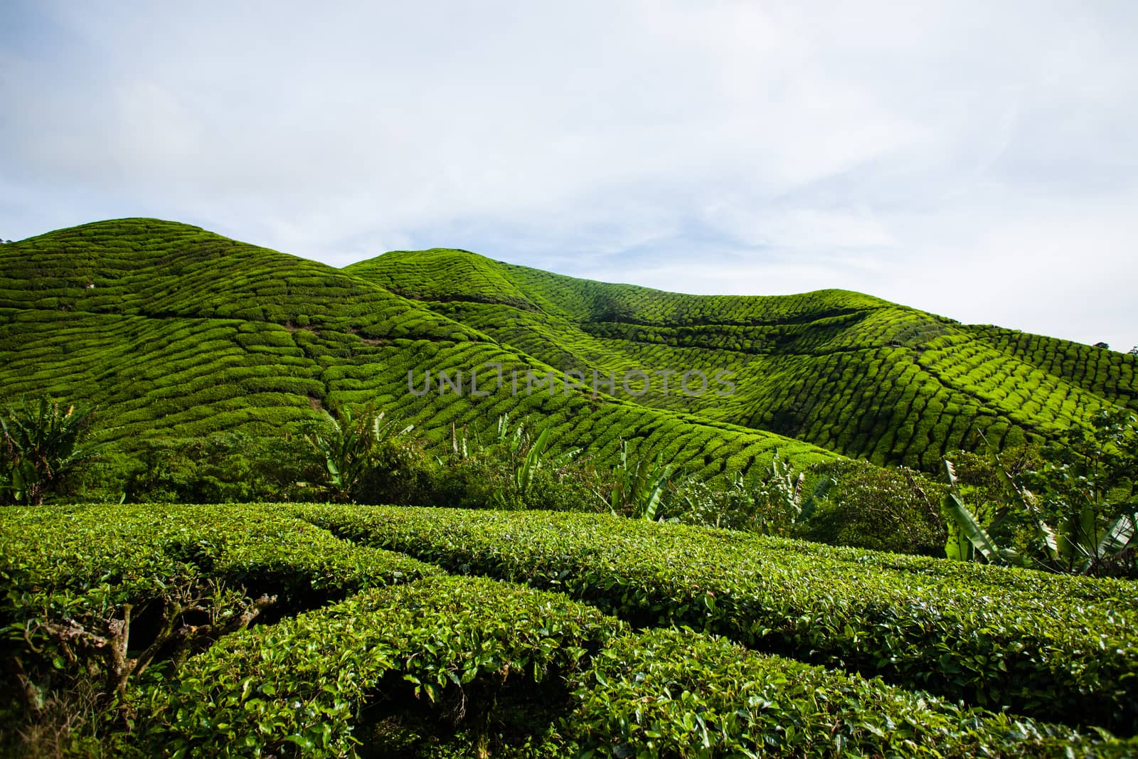 Tea plantations in Cameron Highlands, Malaysia. Green hills landscape