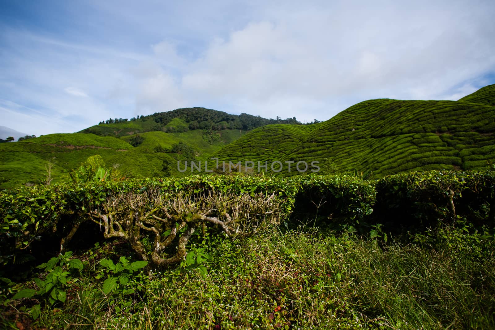 Tea plantations in Cameron Highlands, Malaysia. Green hills landscape