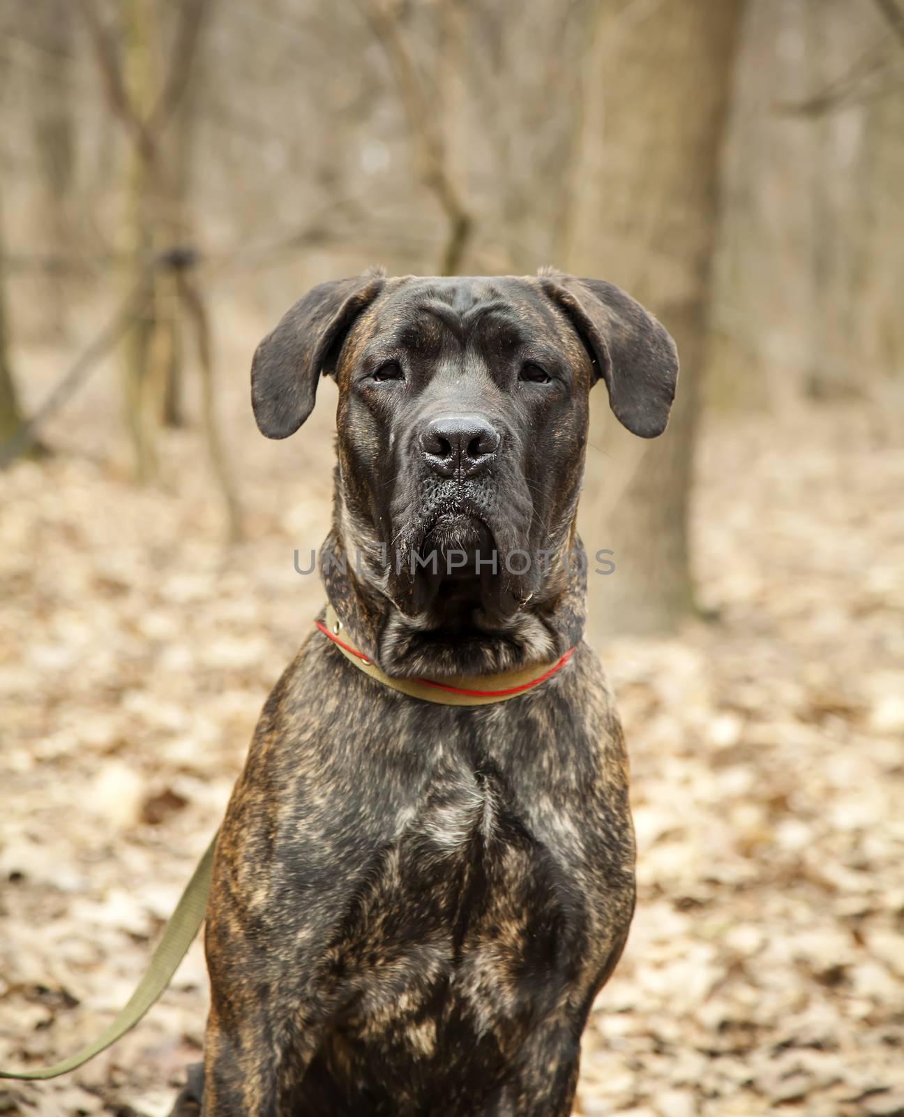 Cane Corso dog portrait close up in autumn forest