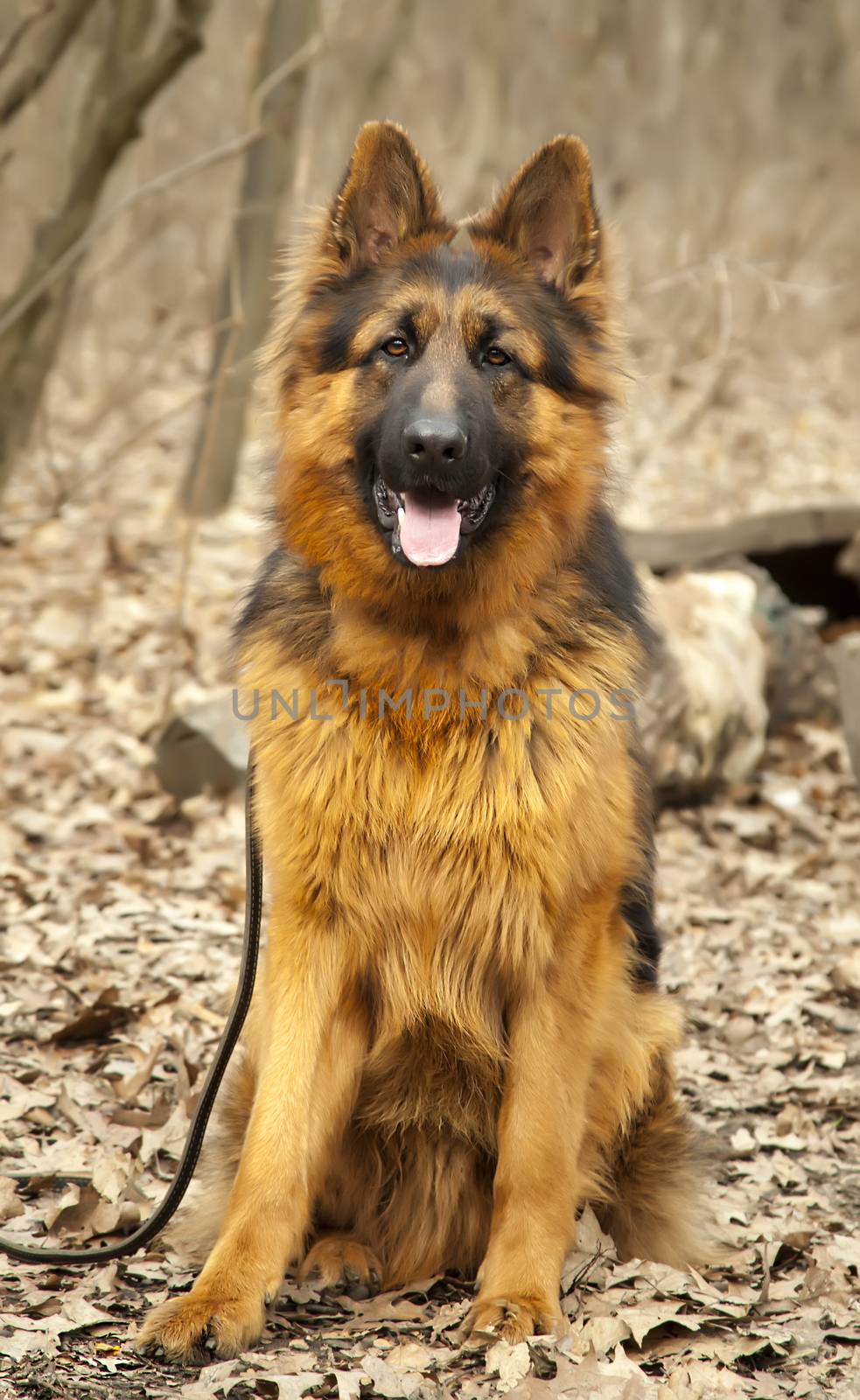 Long-haired German Shepherd dog close up by RawGroup