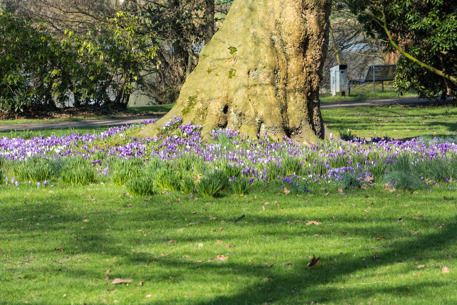 Diverse purple crocuses with tree in the middle of the spring in a meadow.