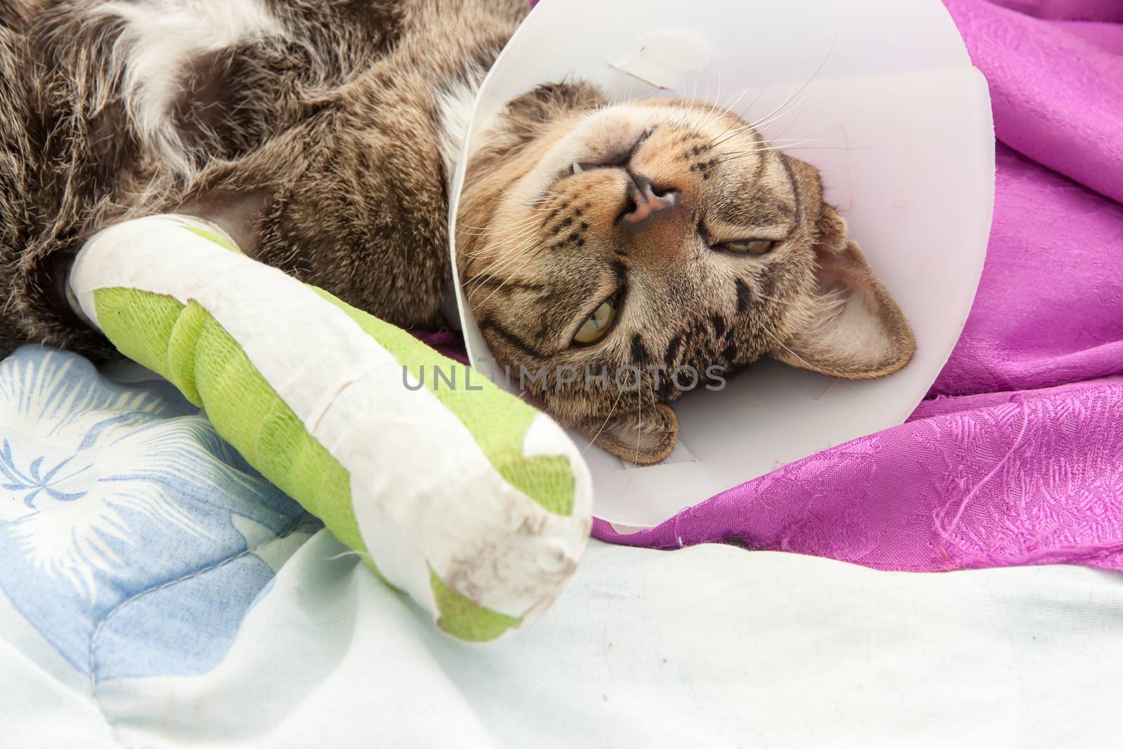 cat wearing a Elizabethan collar and Cat leg splint sleeping on fabric.