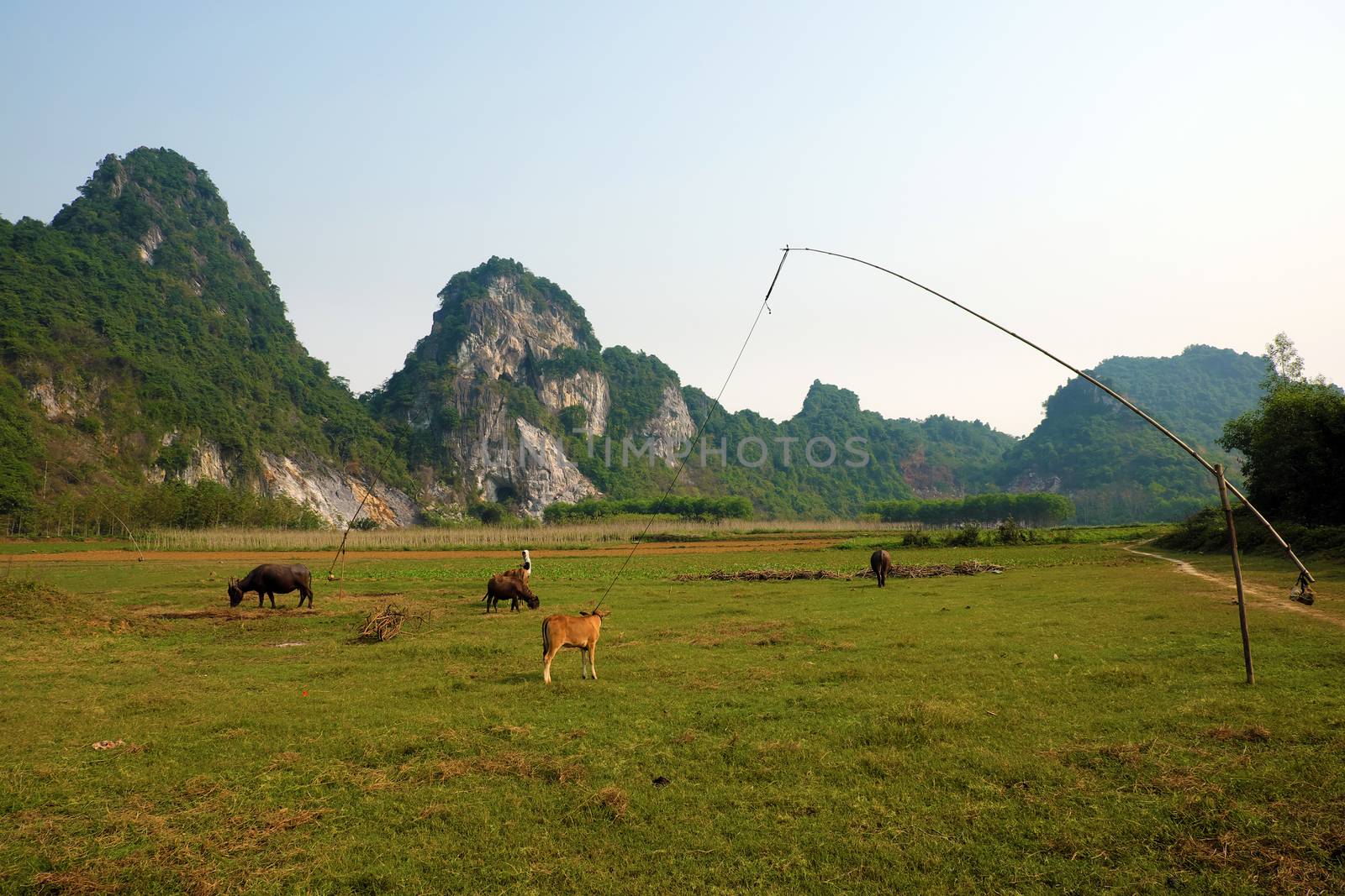 Beautiful countryside of Quang Binh, Viet Nam on day with green agriculture field near  mountains chain, fresh air, eco green make nice destination when travel to Vietnam