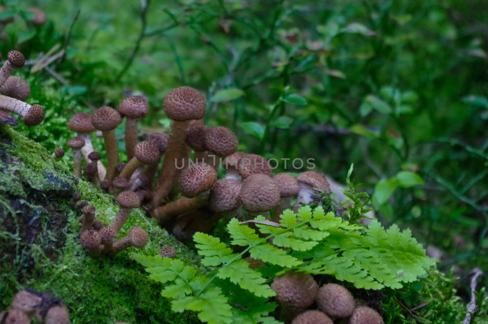 wild Mushrooms in green forest, honey Armillaria ostoyae by evolutionnow