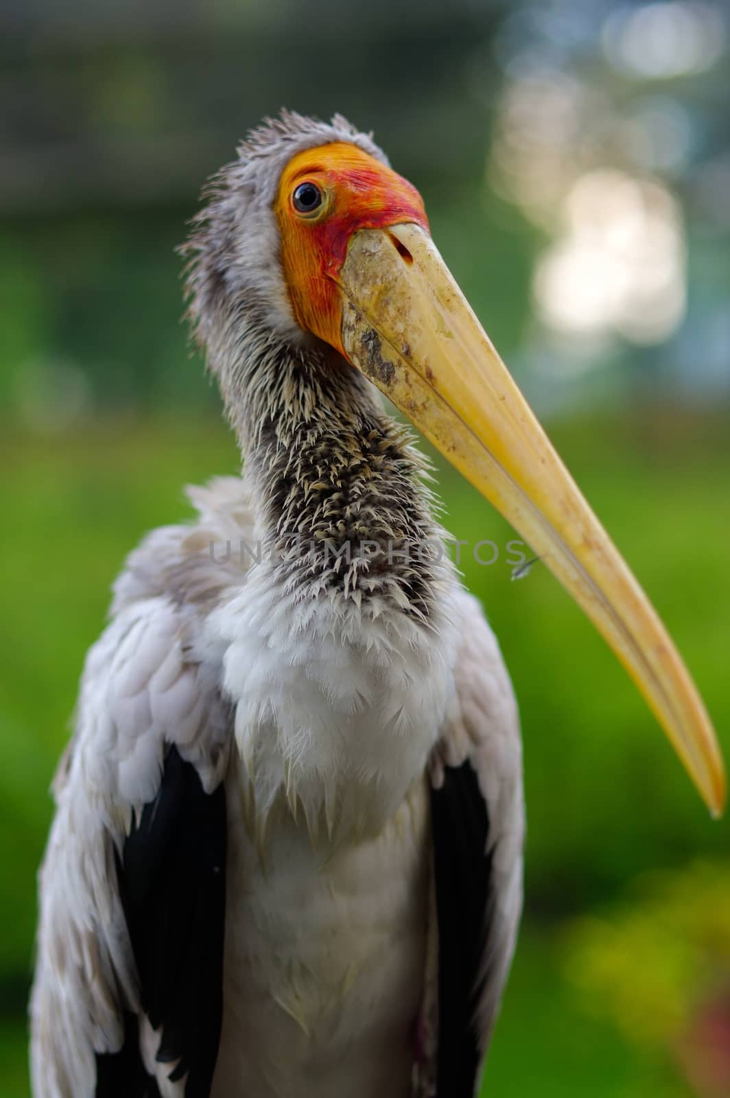 close-up of white stork, ciconia, at rainy day. by evolutionnow