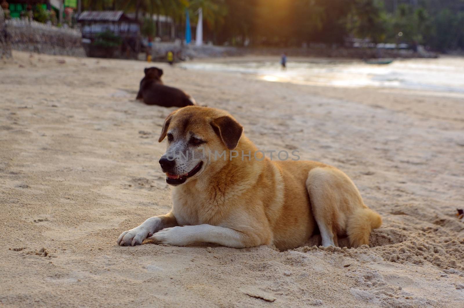 two dogs lay on the beach watching the summer vacation