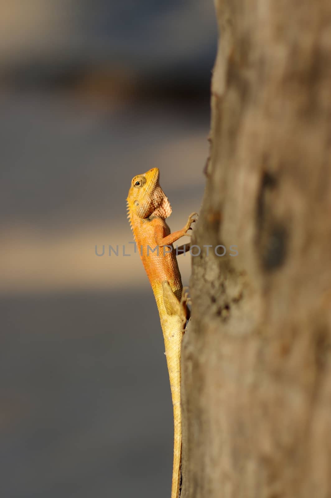 a bight yellow asia garden lizard Calotes versicolour Crested Tree Lizard with blue background on a tree in with plam leave, close-up shooting n Thailand by evolutionnow