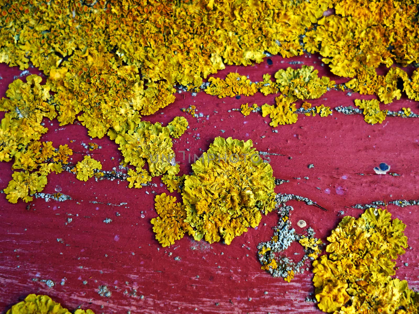 Lichen fungus growing on a red wooden board