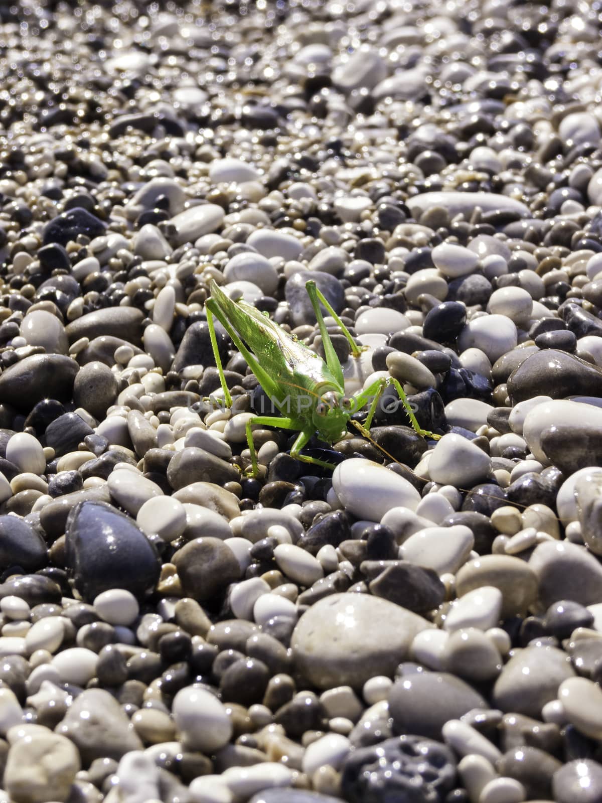 Green Grasshopper on a beach by ankarb