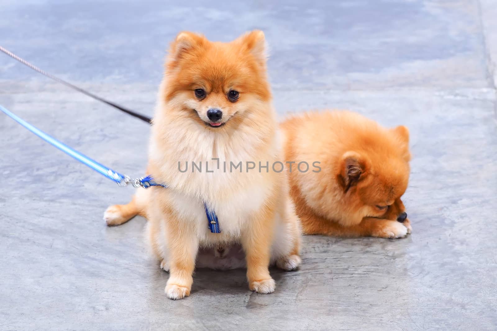 Two pomeranian dogs. by ukjent