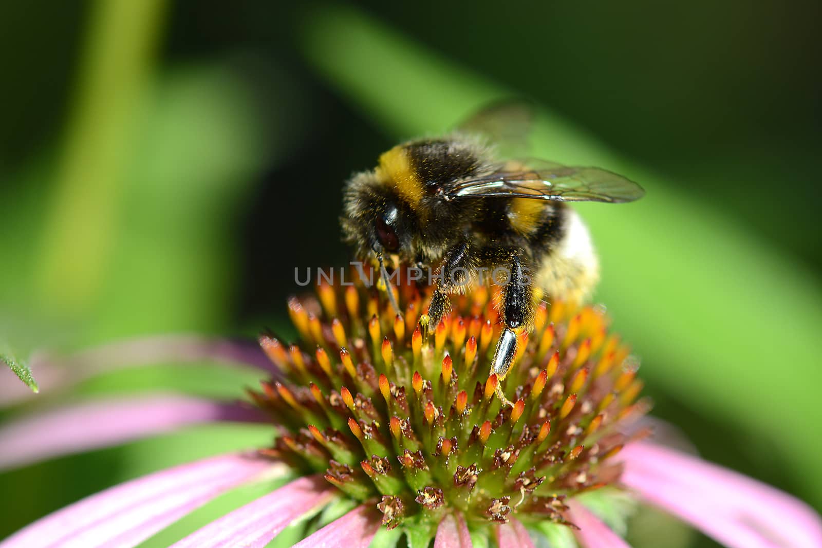 bumble bee flying to flower