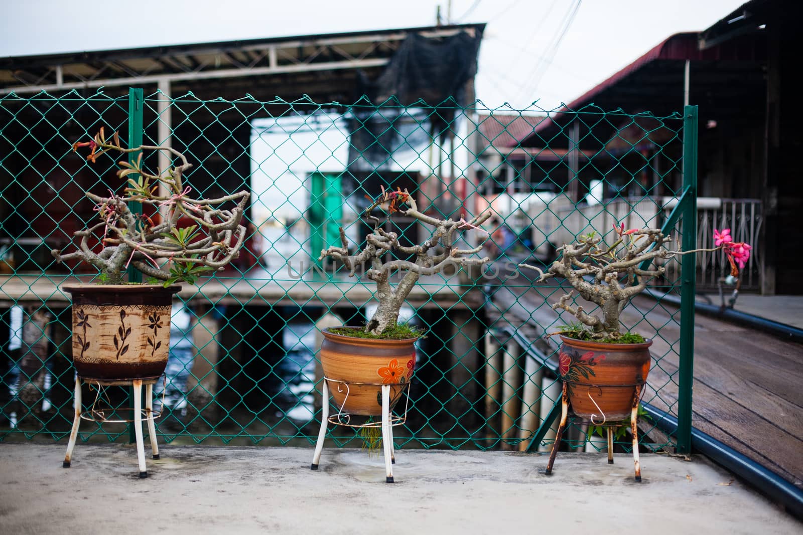 Plants, flowerpots, flowerbed in the largest Buddhist temple Kek by Vanzyst