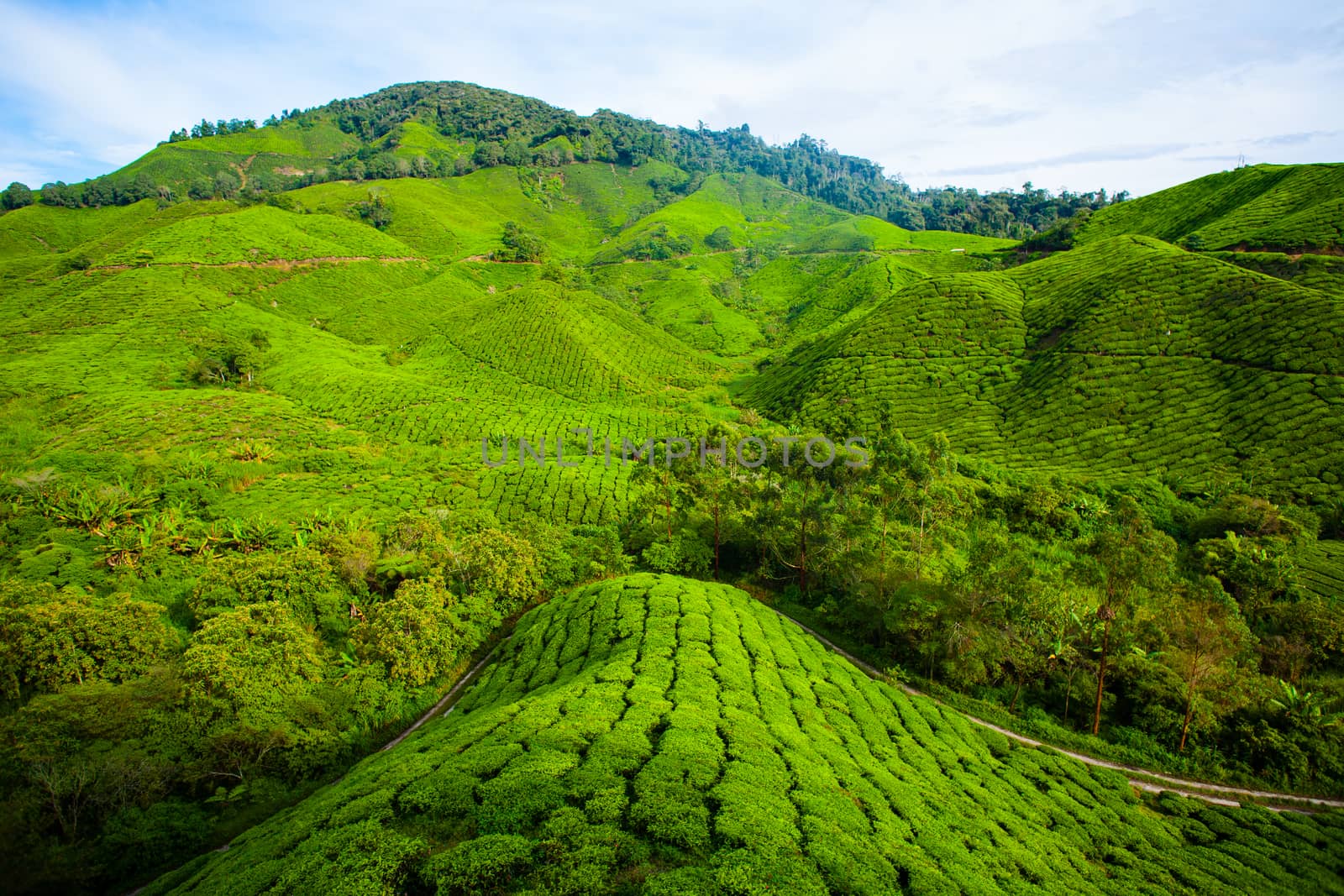 Tea plantations in Cameron Highlands, Malaysia. Green hills landscape