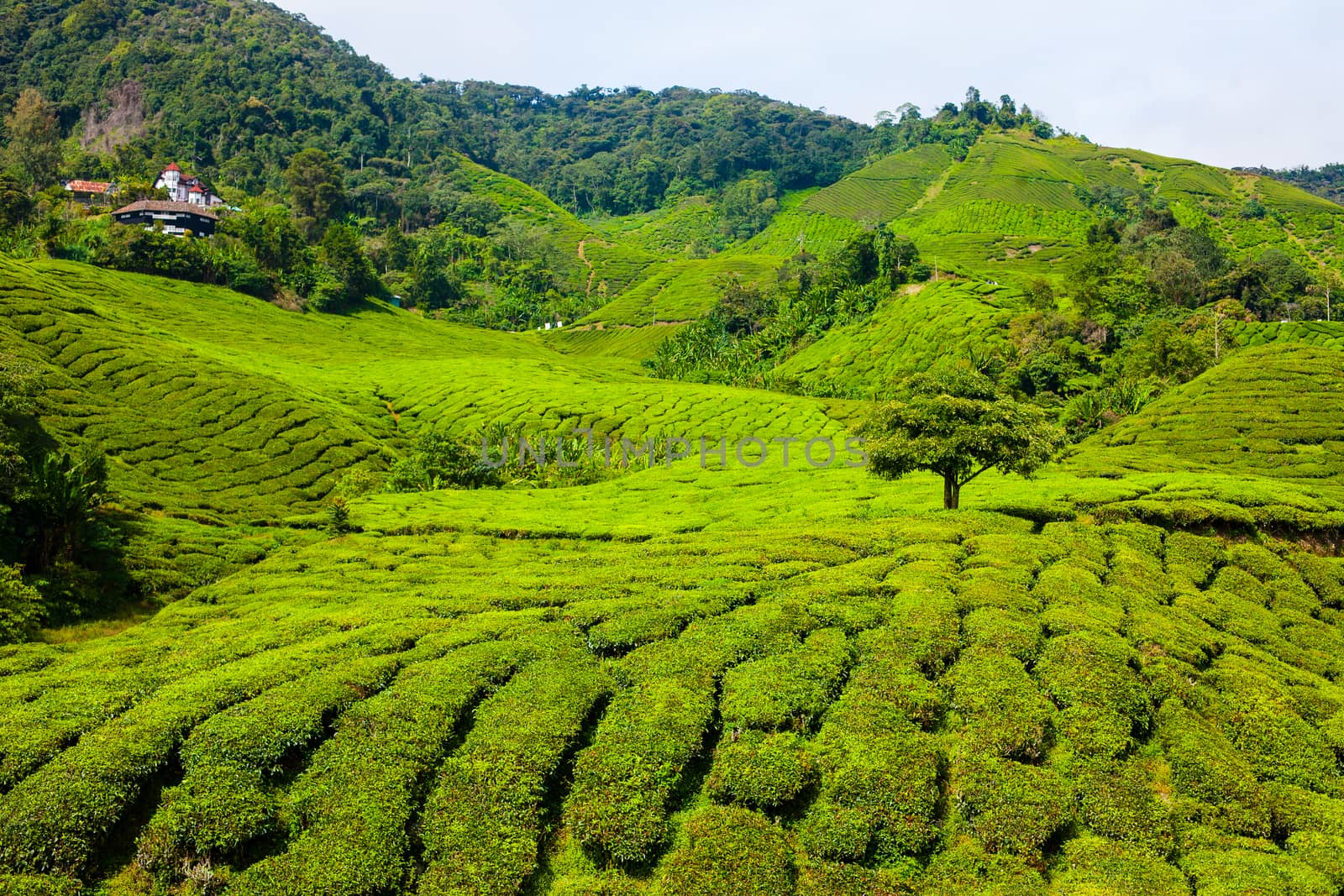 Tea plantations in Cameron Highlands, Malaysia. Green hills landscape