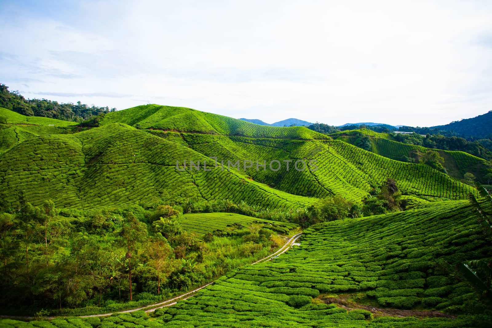 Tea plantations in Malaysia by Vanzyst