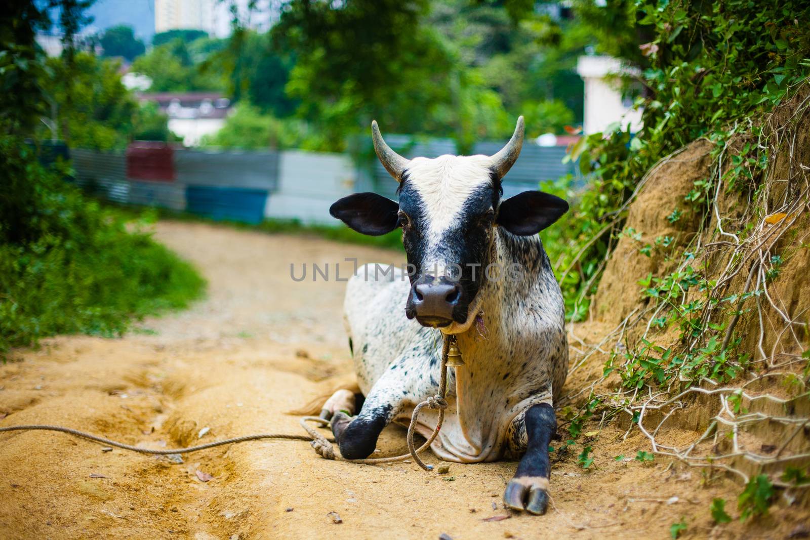 Asian cow lie on sand on green farm background, Malaysia