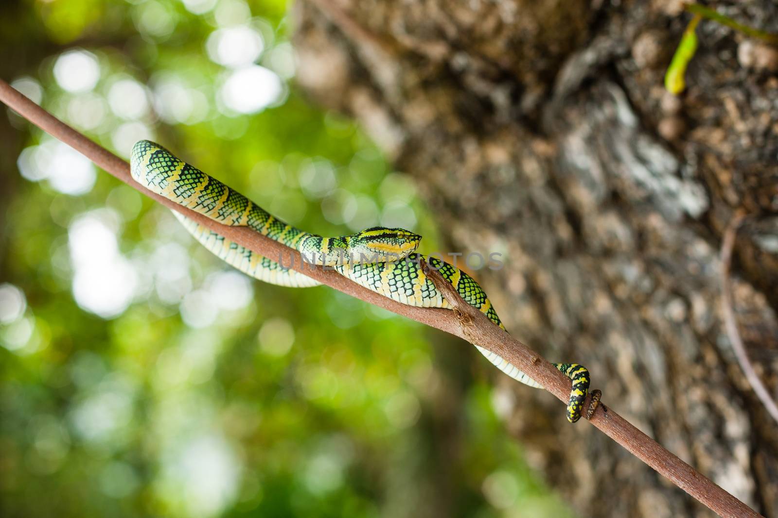 Tropidolaemus wagleri poisonous snake green yellow striped asian. Malaysia