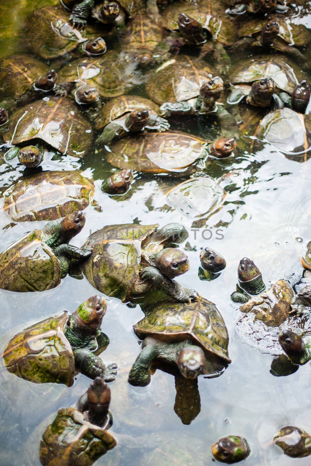 Turtles on the heap in natural water environment. Buddhist temple in South East Asia Malaysia