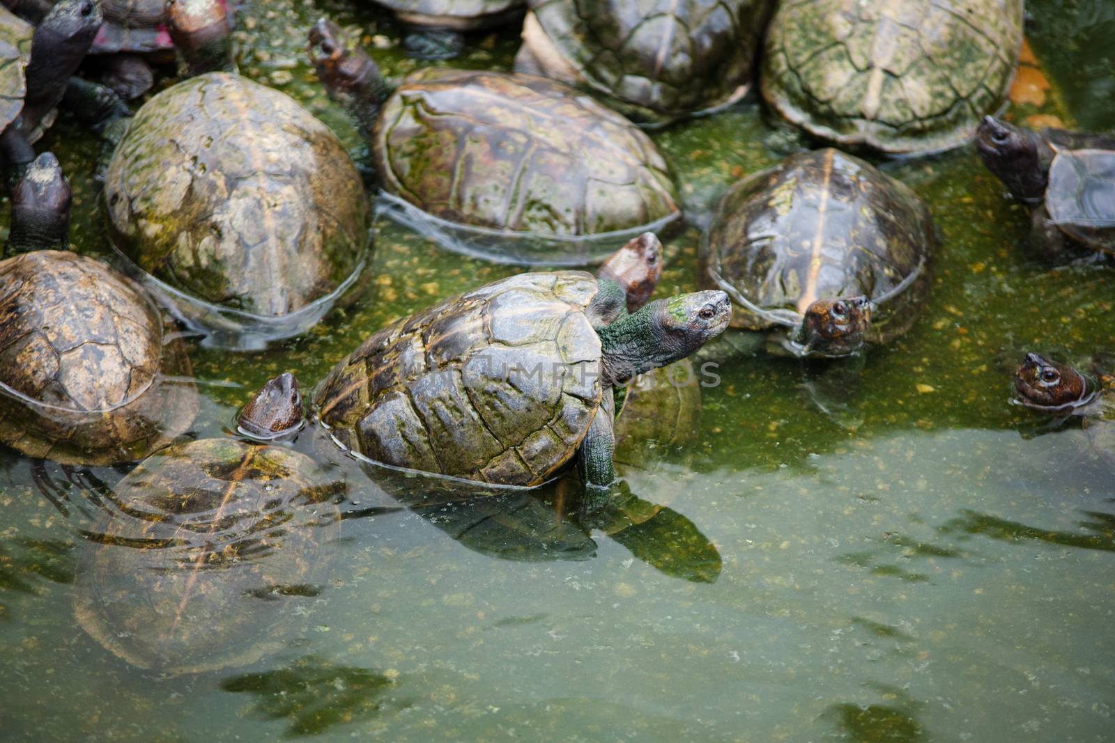 Turtles on the heap in natural water environment. Buddhist temple in South East Asia Malaysia