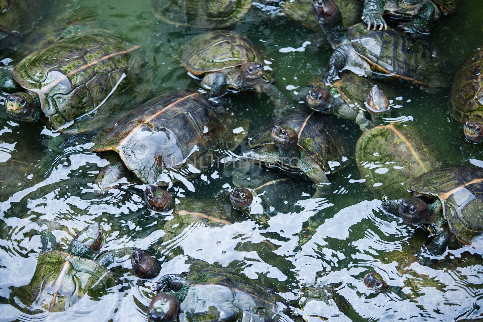 Turtles on the heap in natural water environment. Buddhist temple in South East Asia Malaysia