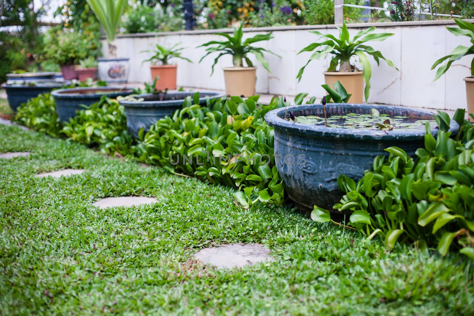 Plants, flowerpots, flowerbed in the largest Buddhist temple Kek by Vanzyst