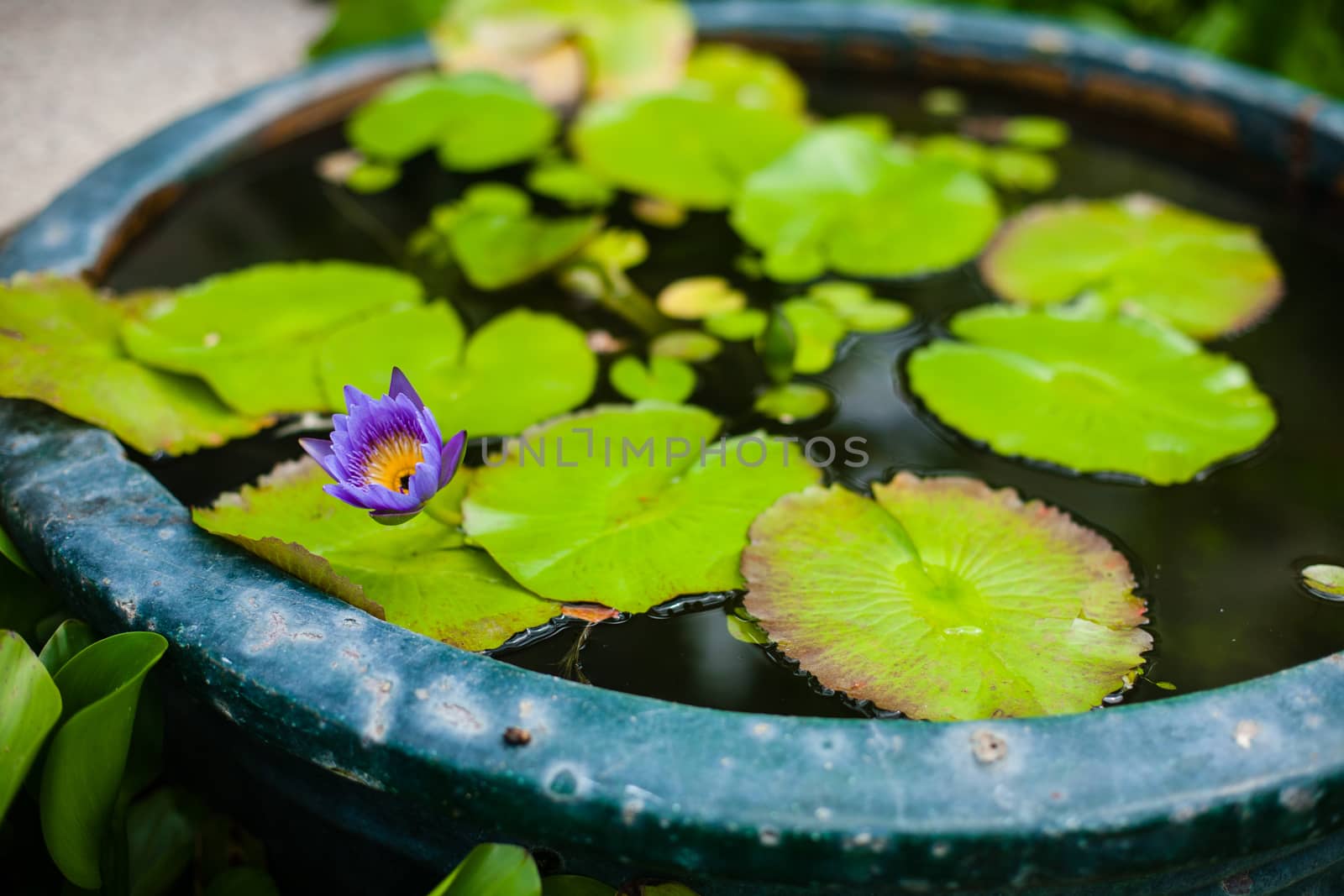 Plants, flowerpots, flowerbed in the largest Buddhist temple Kek by Vanzyst