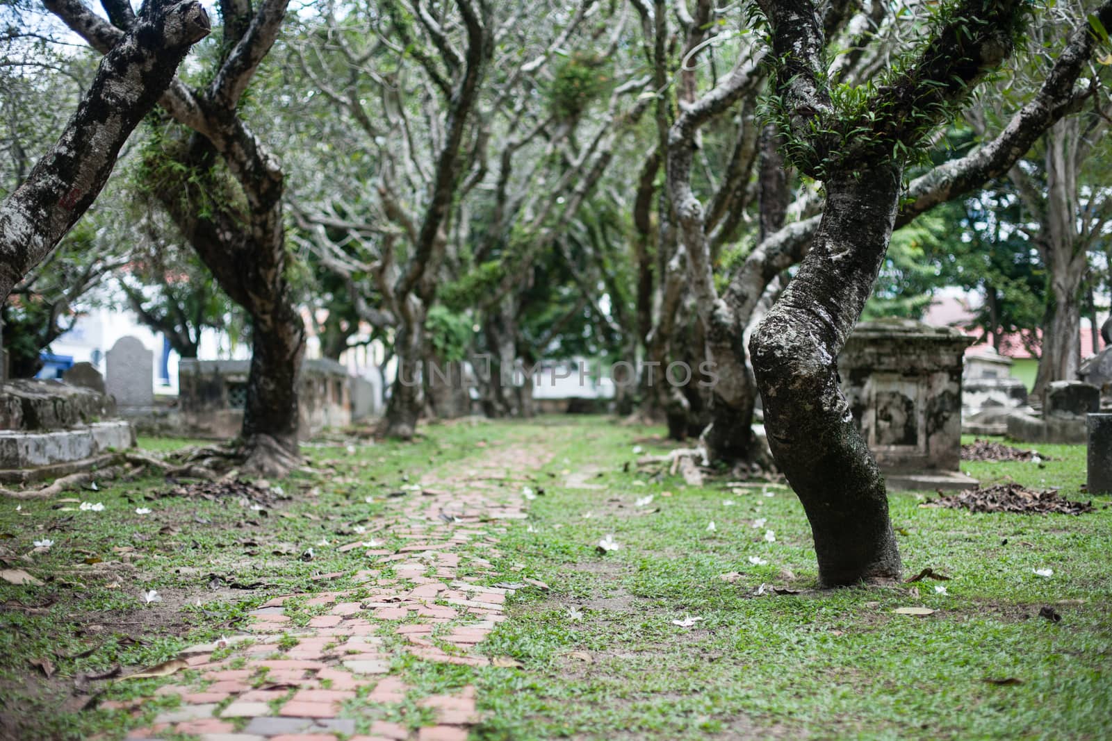 Green Cemetery in Malaysia by Vanzyst