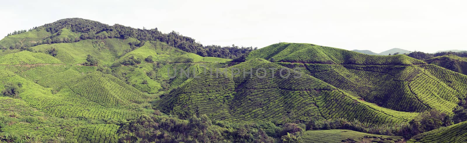Panorama of tea plantations in Cameron Highlands, Malaysia. Green hills landscape