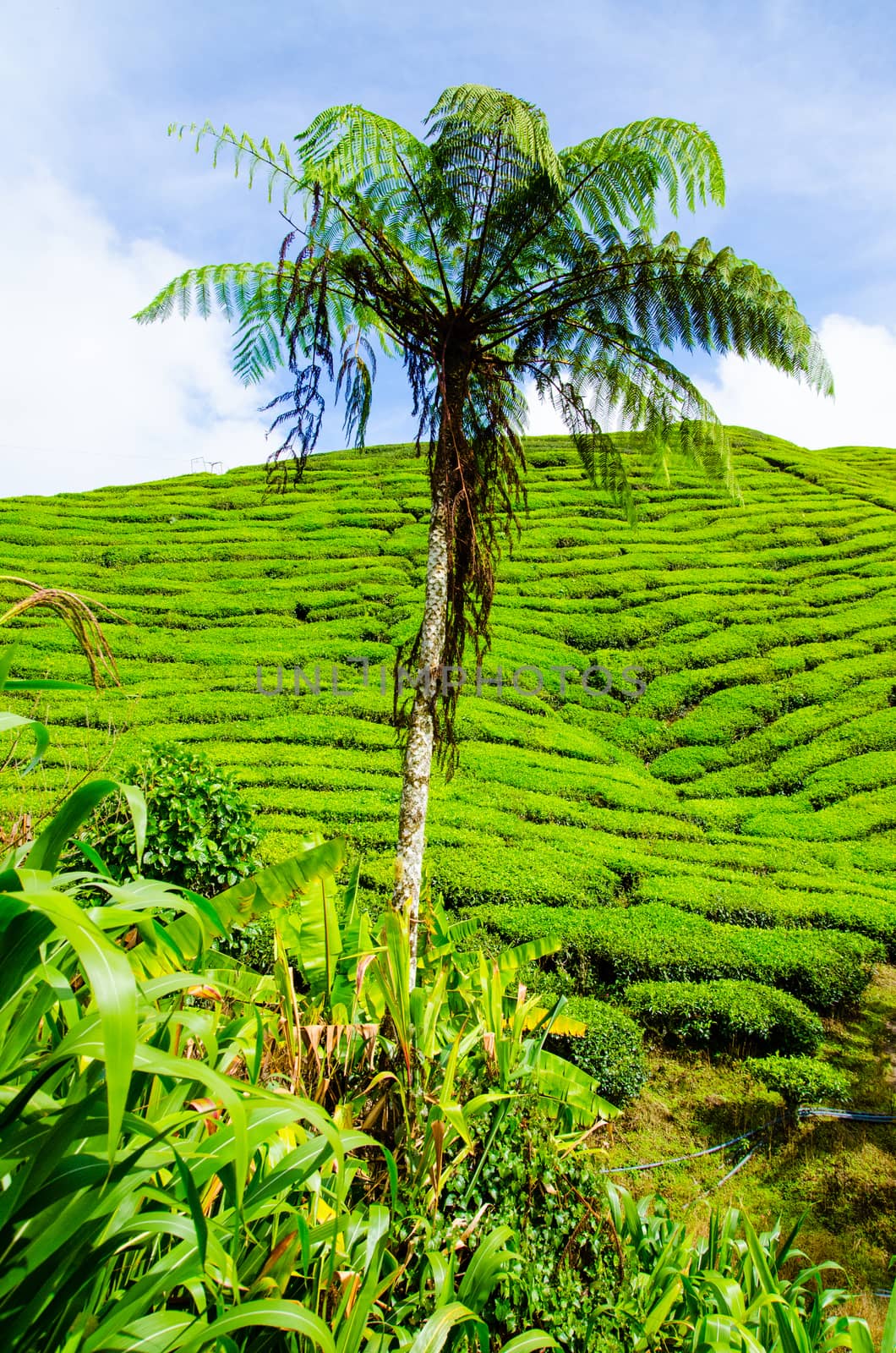 Tea plantations with tree in the foreground. Cameron Highlands, Malaysia. Green hills landscape