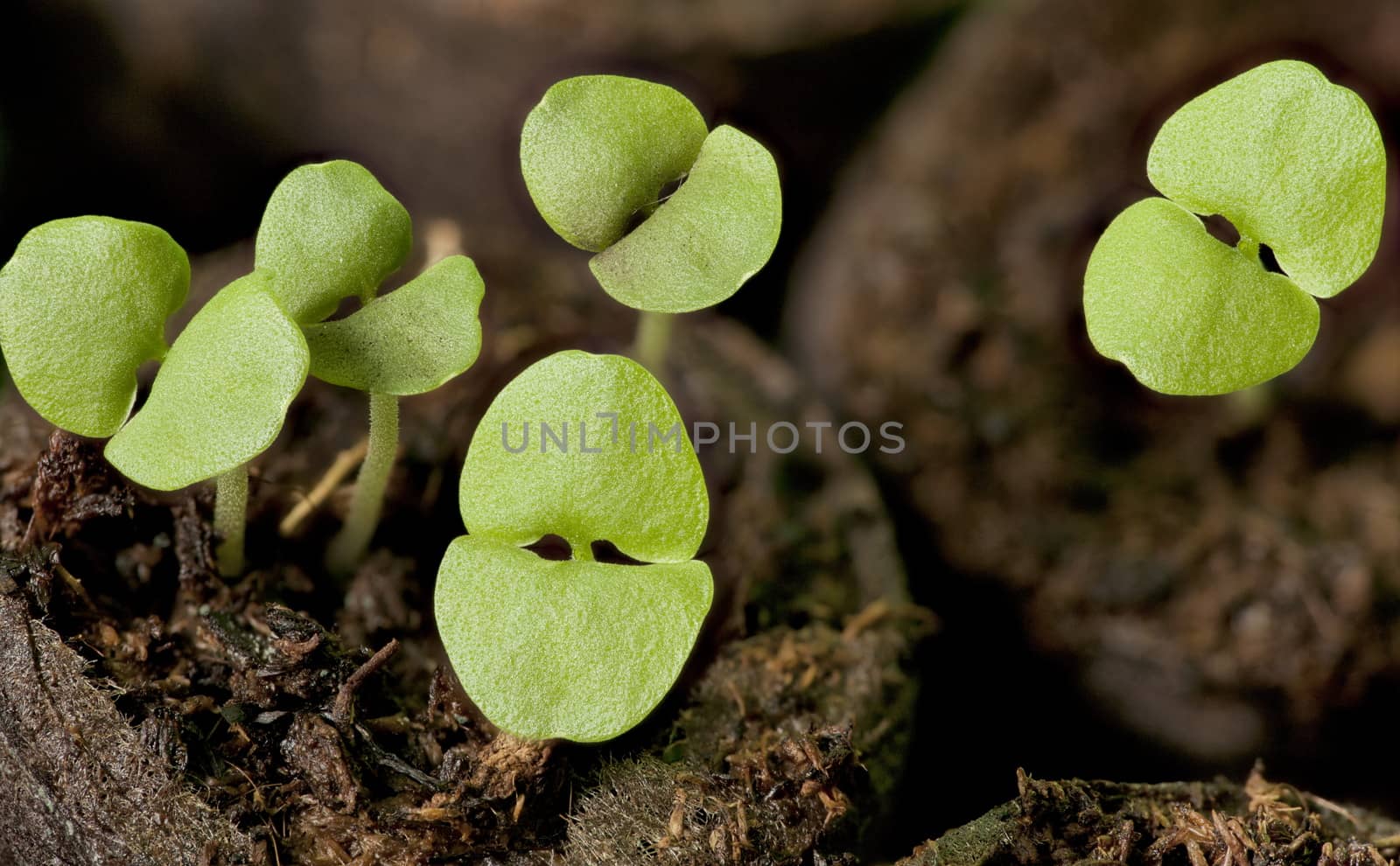 Green sprouts of basil by mrivserg
