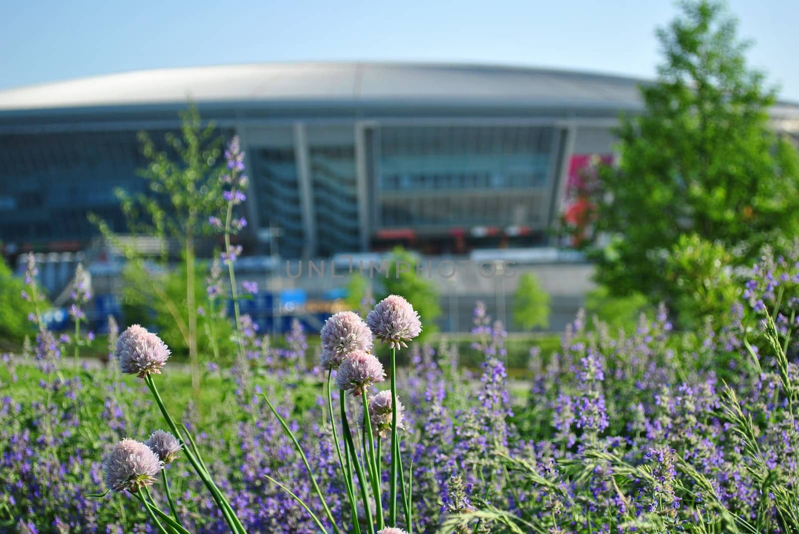 Flowers bloom in spring in the park near the stadium