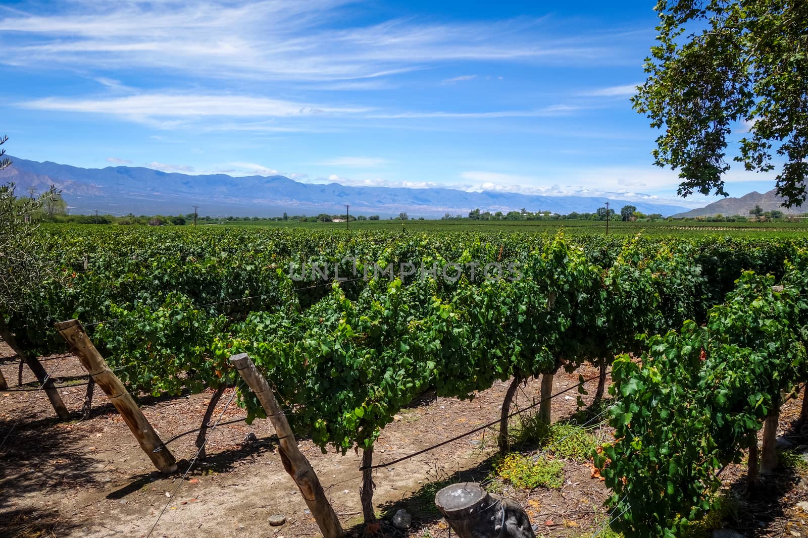 vine field in cafayate, Argentina by daboost