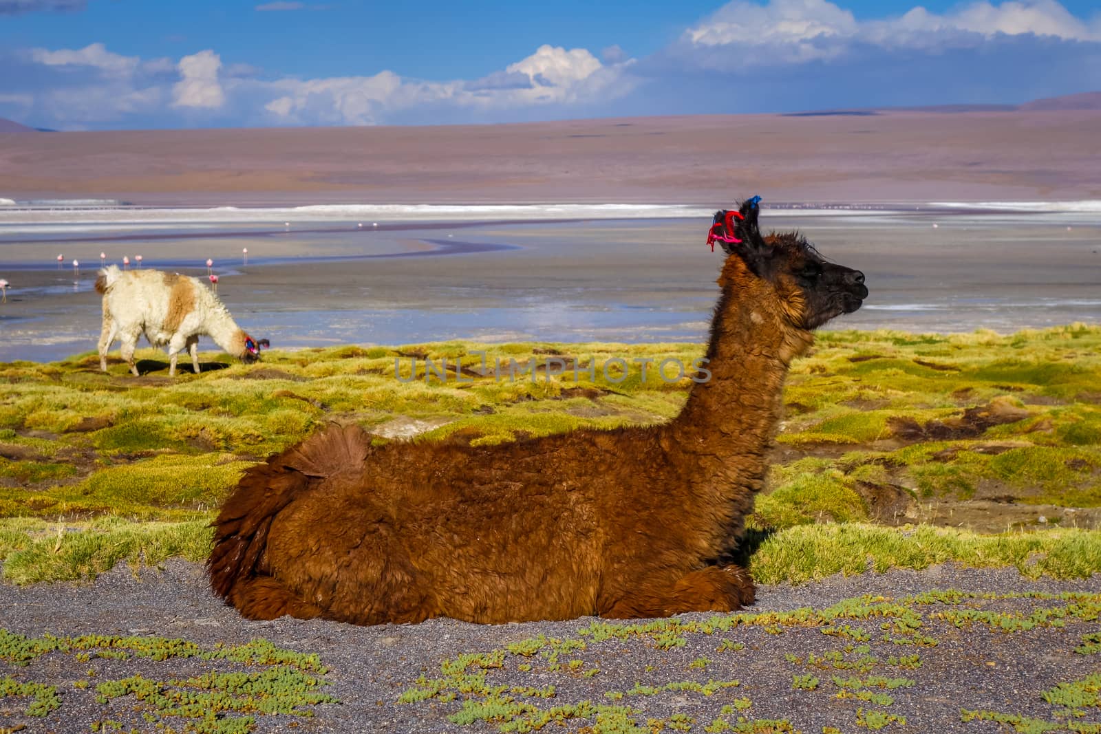 Lamas herd in Laguna colorada, sud Lipez Altiplano reserva, Boli by daboost