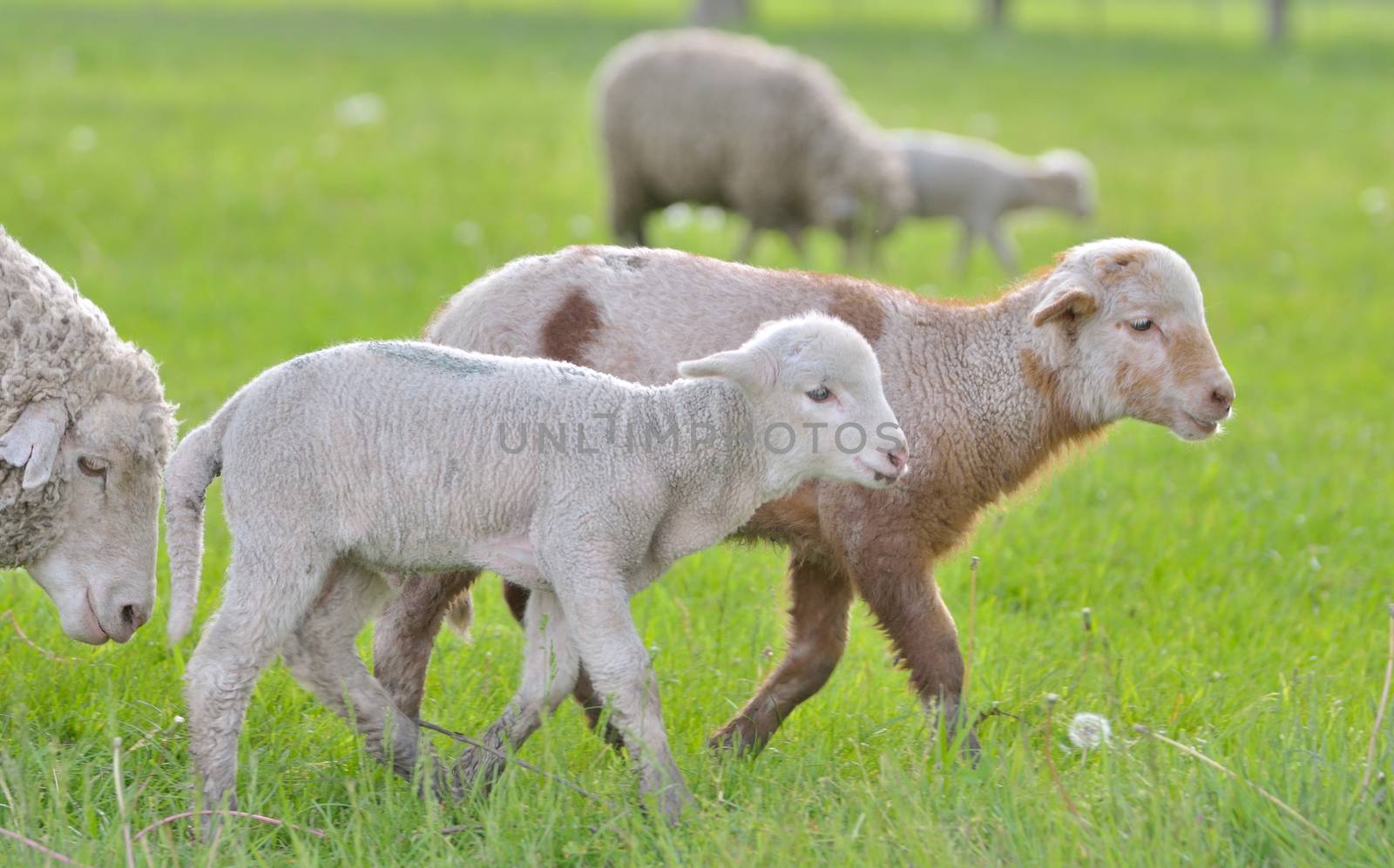 Young lambs and sheep on field in spring time