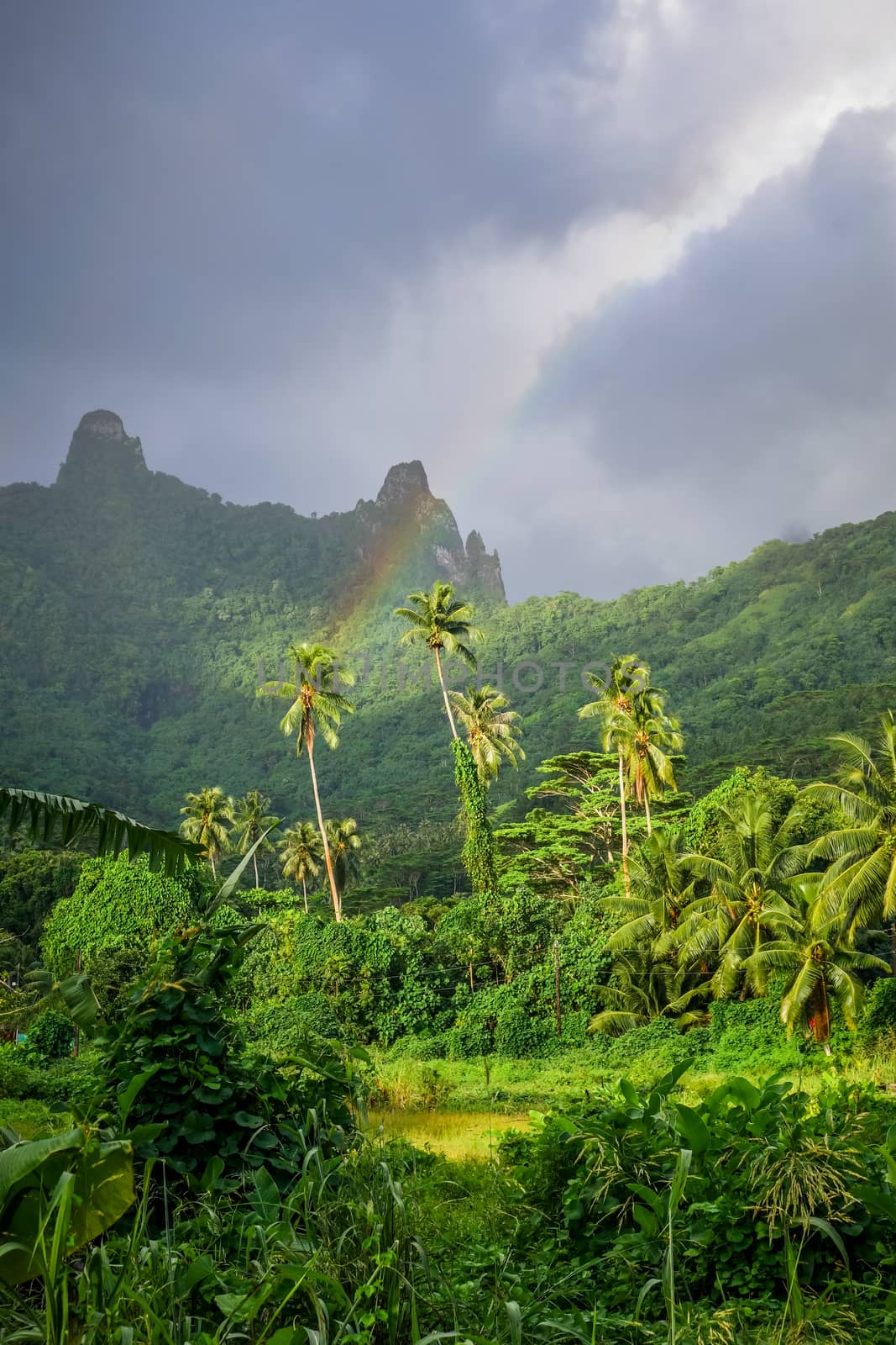 Rainbow on Moorea island jungle and mountains landscape by daboost