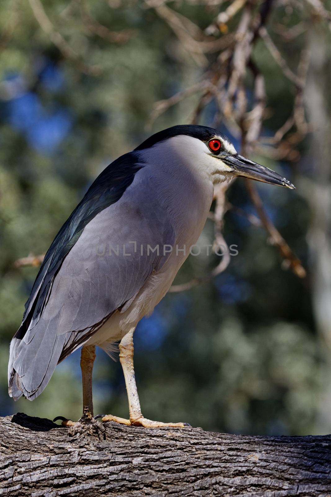 Adult male black crowned night heron stands on branch.  Pose of alert vigilance with trees in background. cation is Reid Park in Tucson, Arizona, on February 24, 2017. Field marks, long legs, and striking black, white, and gray plumage are visible in natural setting. 