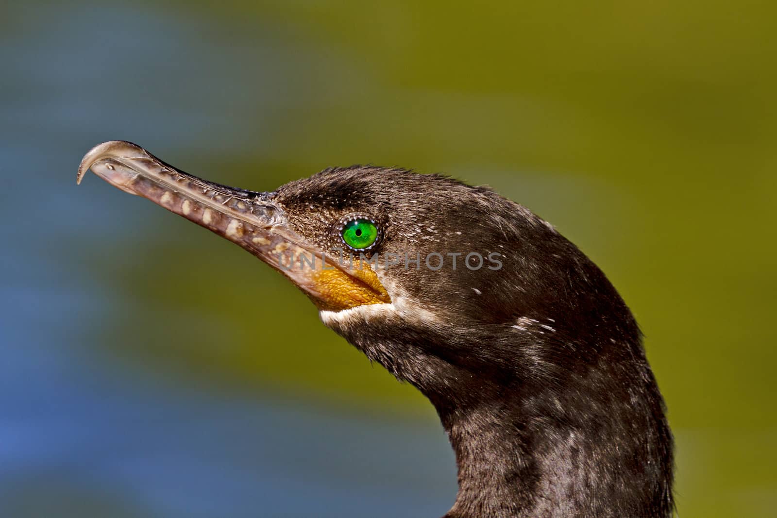 Portrait of adult cormorant with beautiful green eyes.  Location is Reid Park in Tucson, Arizona, on February 24, 2017.  Closeup focus on bird with green and blue in water background.